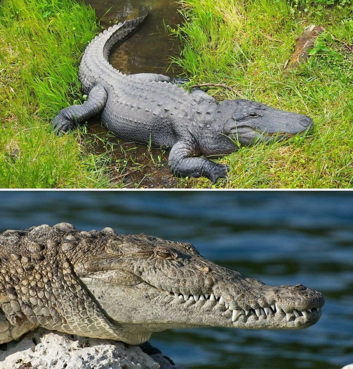 Сходства и различия крокодила и аллигатора