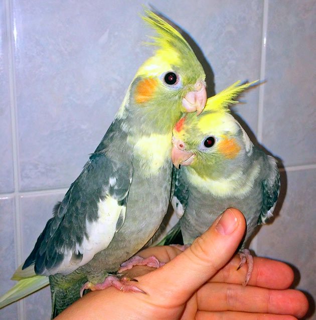 Поведение и характер домашних попугаев корелл