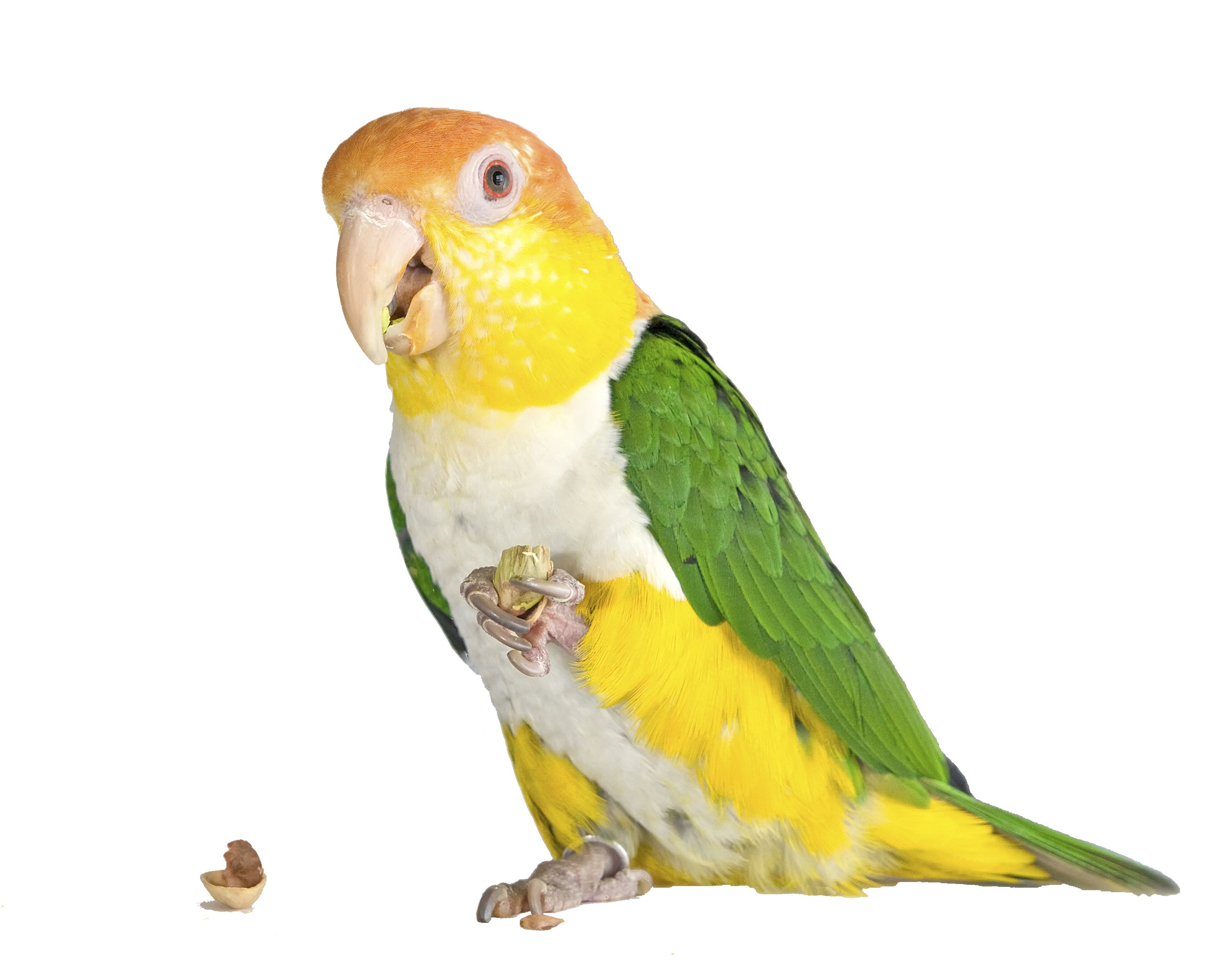 Попугаи какарики — прыгающие шарики