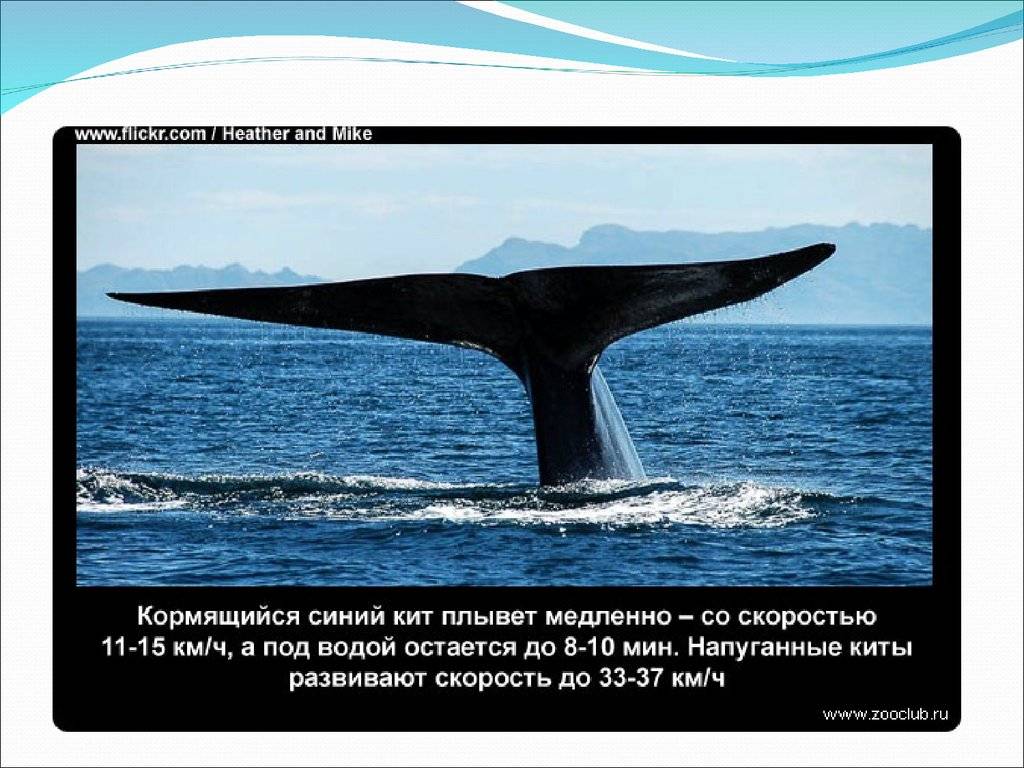 Киты в морях россии: где обитают киты в россии и где можно посмотреть на китов в россии. факты о китах.