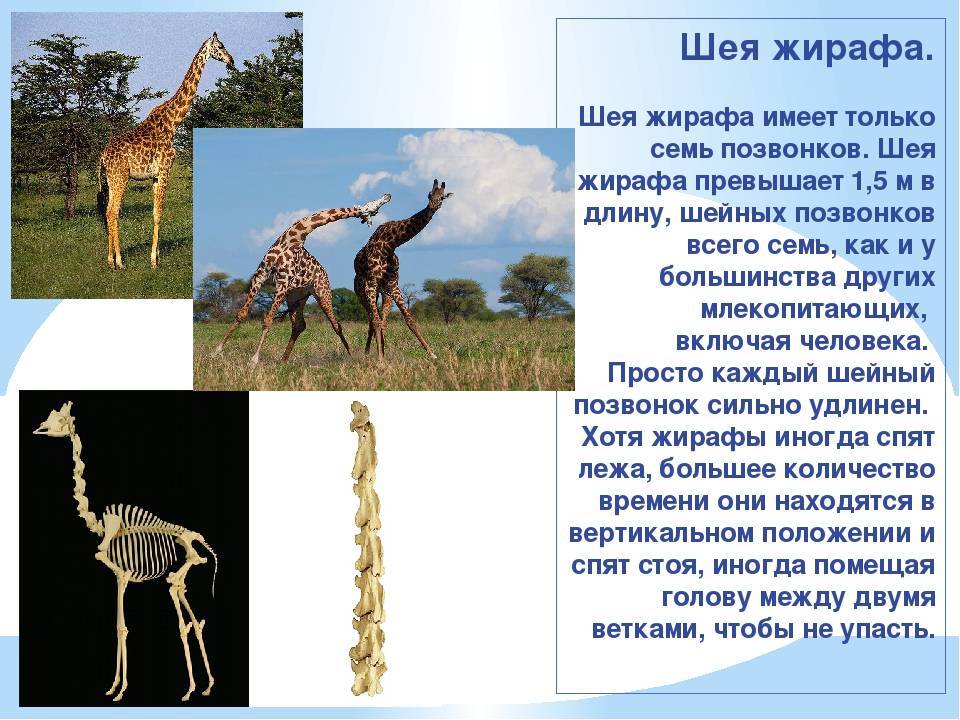 Жирафы: миф, который отказывается умирать