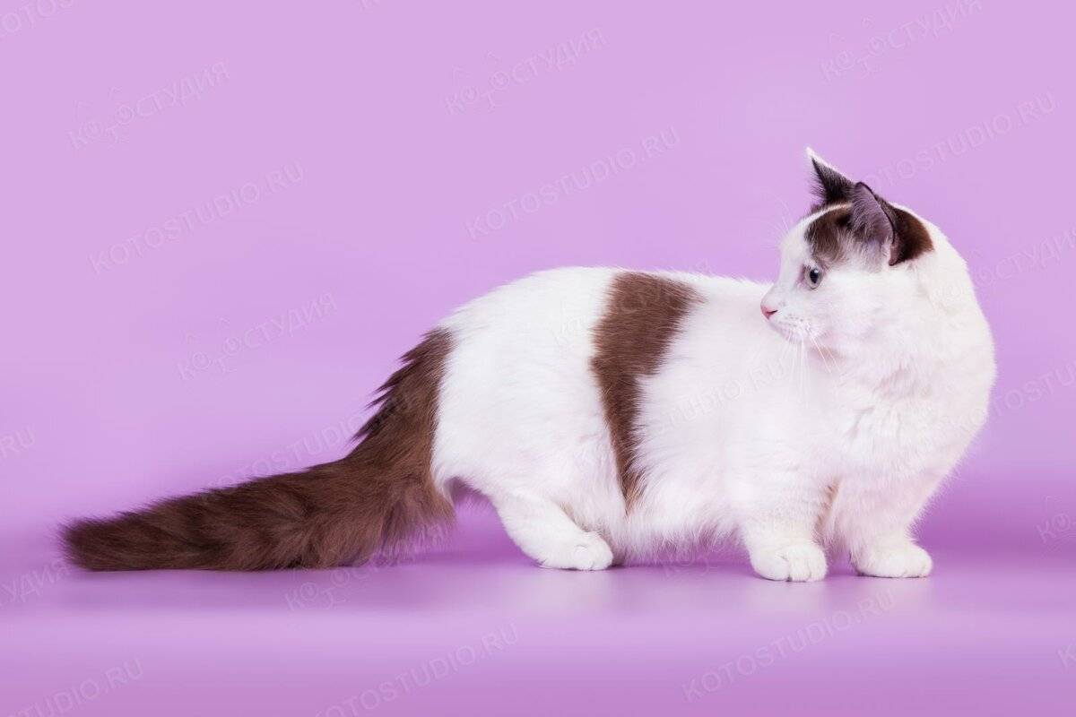 Манчкин — порода кошек с короткими лапами