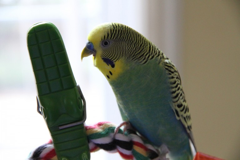 Лучшие креативные и красивые имена для попугаев