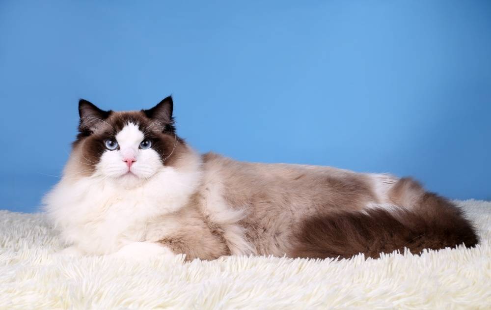 Кошка рэгдолл - фото, описание породы и характера