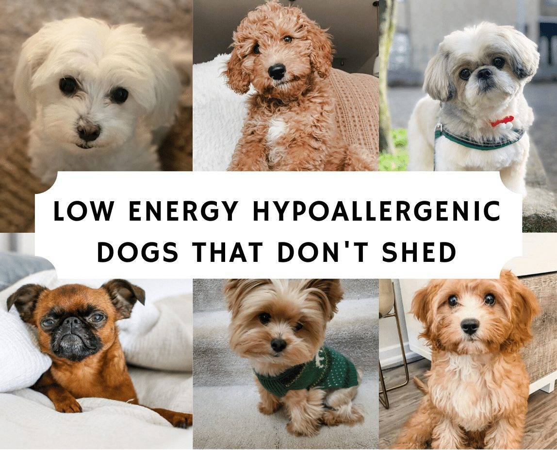 Гипоаллергенные породы собак: как выбрать безопасного питомца?