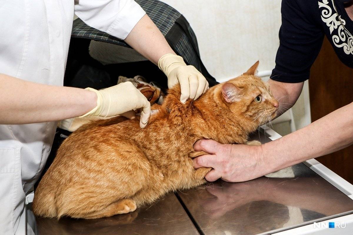 Короновирусный гастроэнтерит у кошек симптомы и лечение