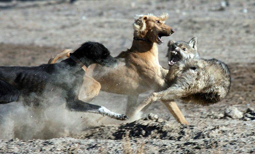 5 пород собак сильнее волка — сайт эксперта по животным — howmeow