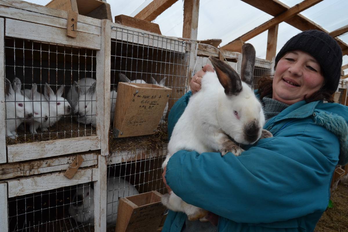 Эффективное разведение кроликов как бизнес | cельхозпортал