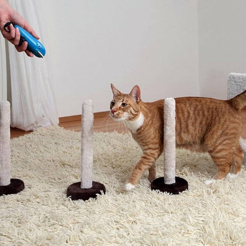 Как правильно дрессировать кошку: основы дрессировки в домашних условиях для начинающих