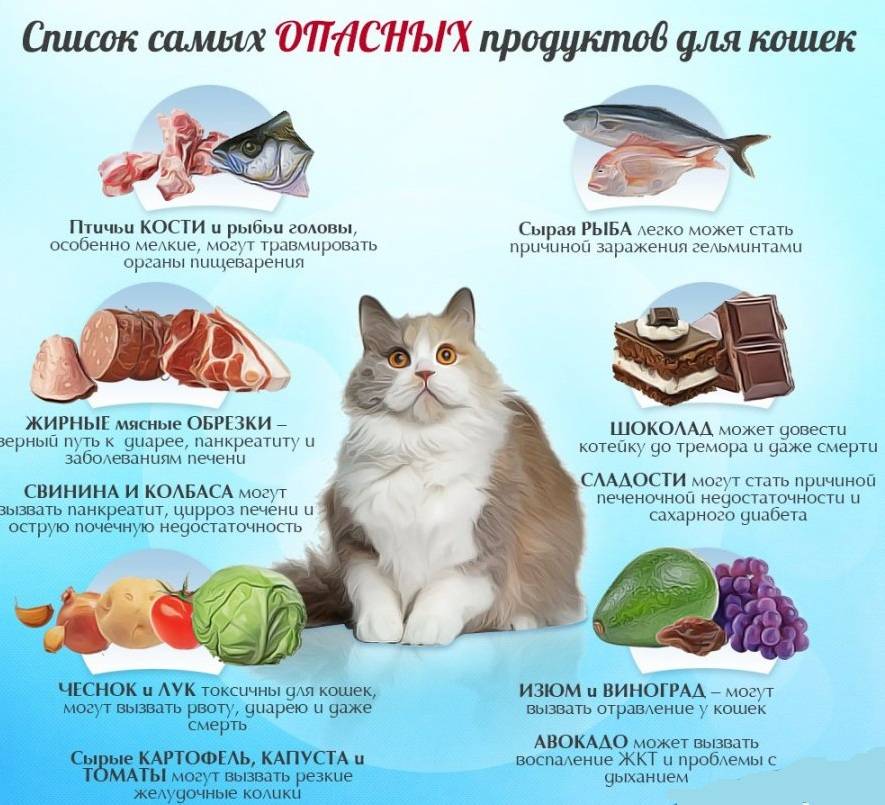Выбираем натуральное питание для кошки. меню домашнего хищника
