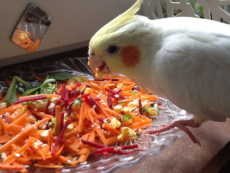 Чем кормить попугая кореллу в домашних условиях