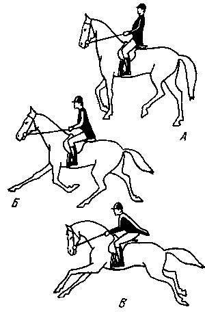 Советы по верховой езде на лошади для начинающих