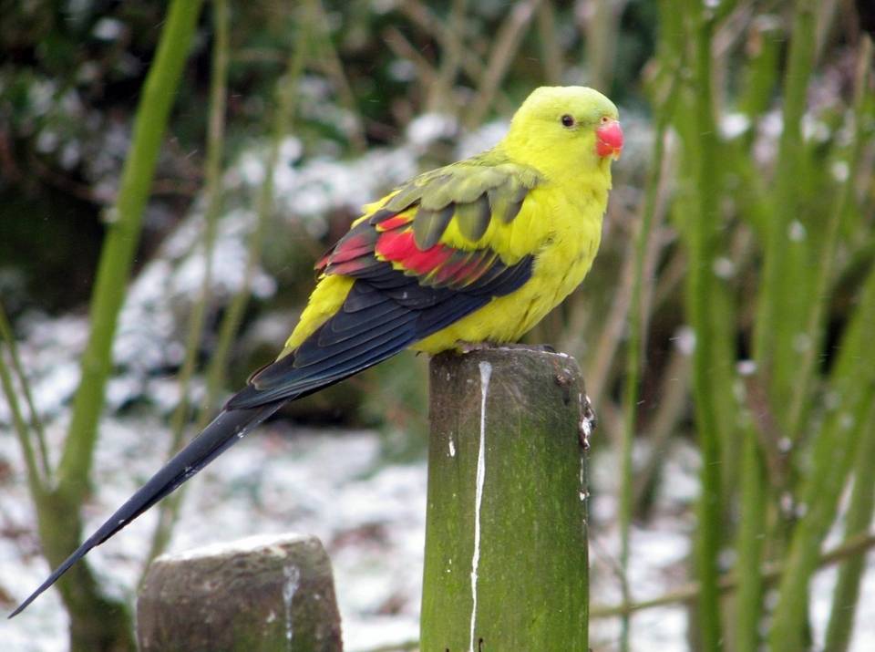 Каик попугай: черноголовый и рыжеголовый, цена, фото, видео