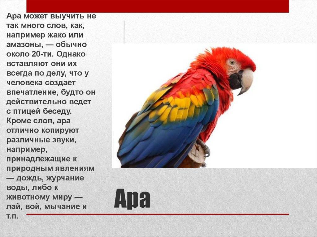 Обзор приложений для обучения попугаев