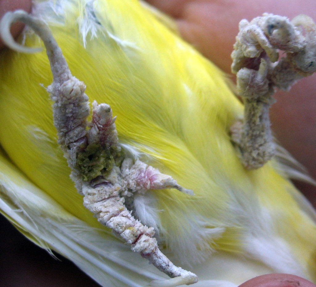 Клещ у волнистого попугая: трахейный, чесоточный, очинный, симптомы и признаки, методы лечения