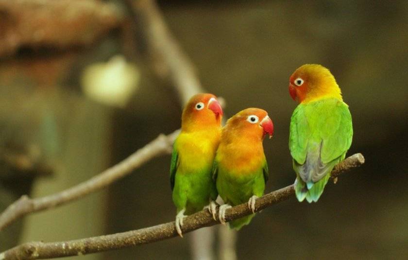 Домашние попугаи - виды, содержание, питание | главная