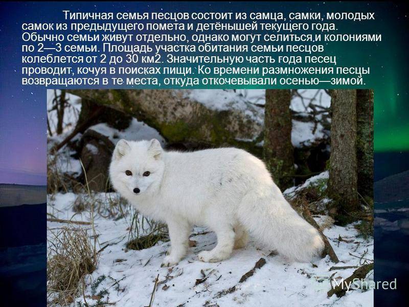 Животное песец: описание, места обитания, образ жизни и питание :: syl.ru