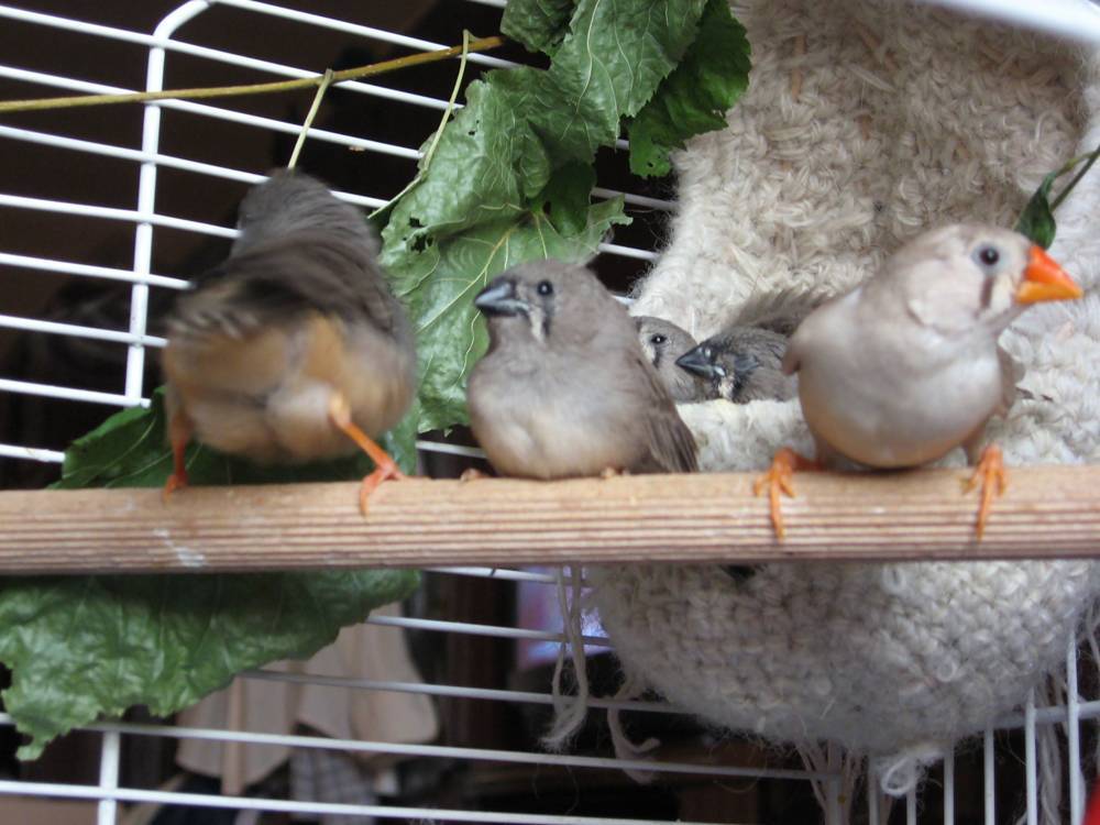 Птички амадины – домашние и неприхотливые