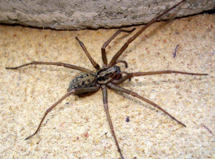 Домовый паук – самый терпеливый охотник