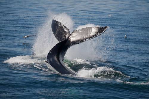 Горбатый кит  фото, описание, ареал, питание, враги 
 > все о живой природе