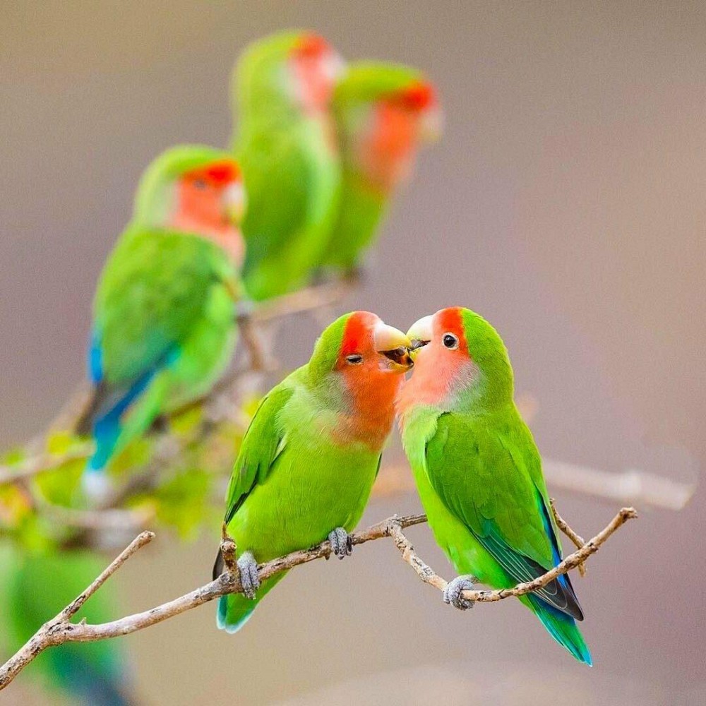Сколько живут попугаи неразлучники: общая информация