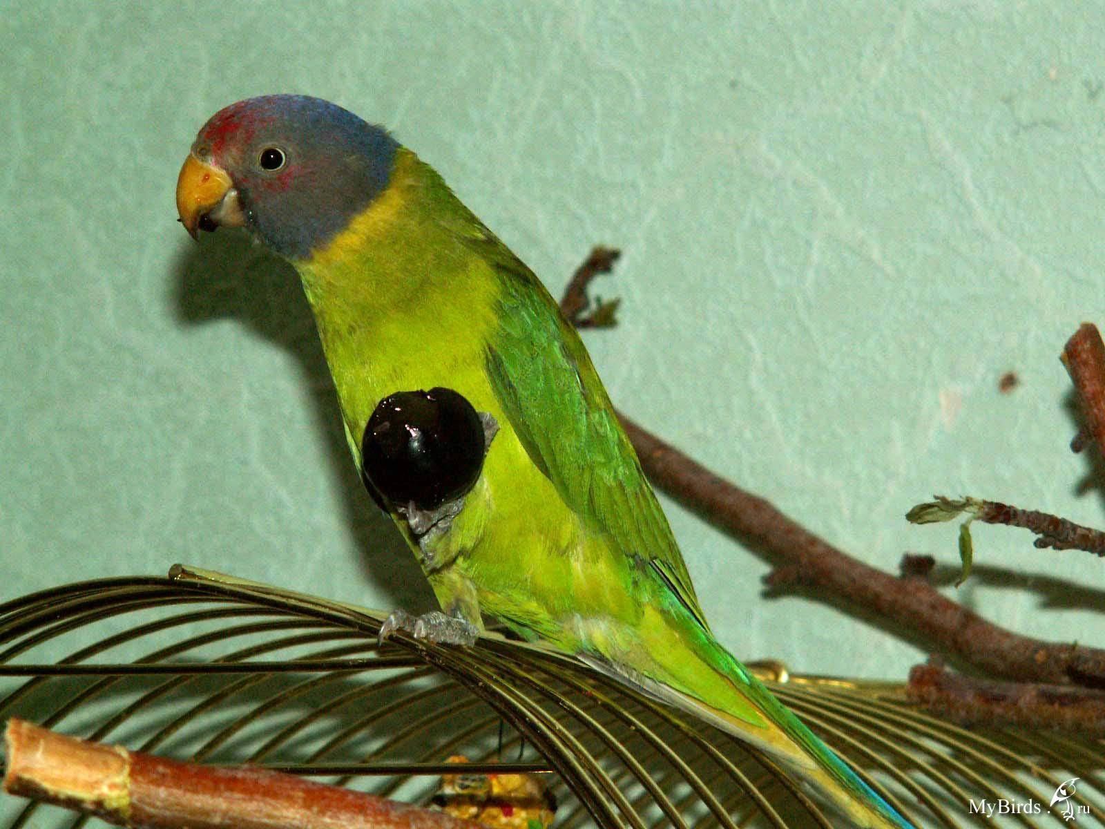 Сливоголовый или красноголовый кольчатый попугай