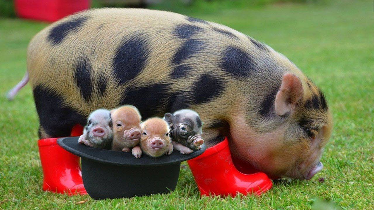 Мини-пиг – домашняя декоративная свинка