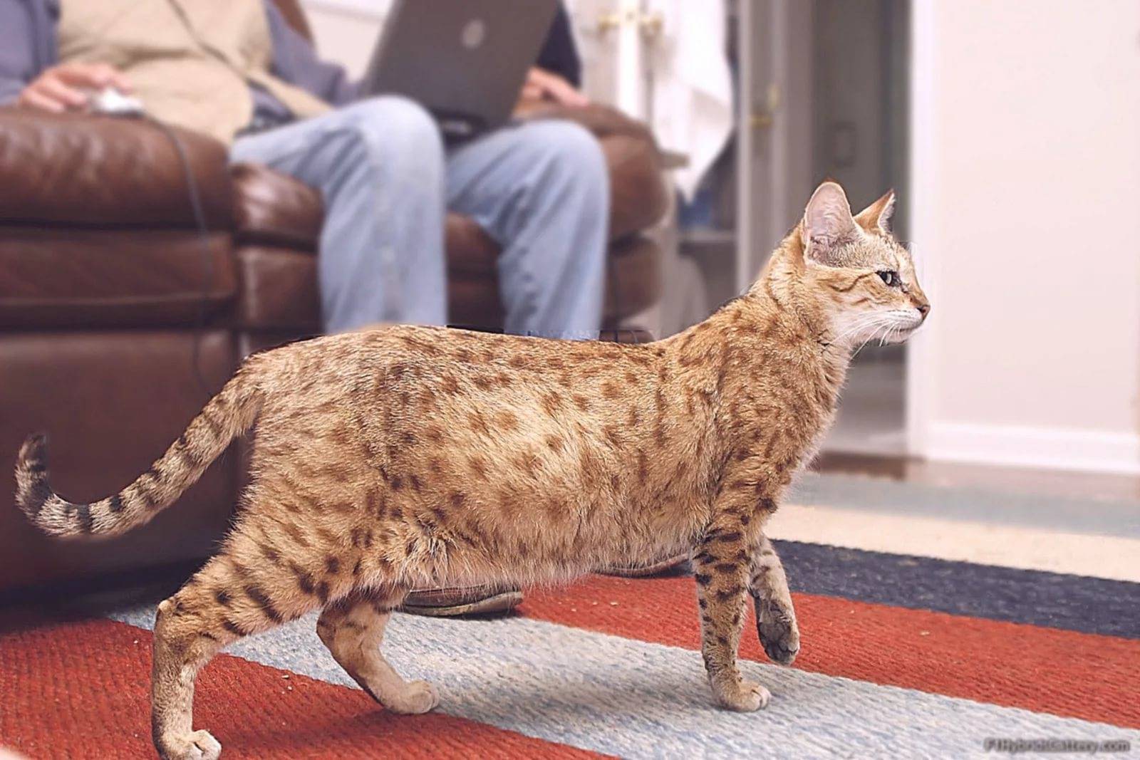 Кошка саванна, сервал: «мини-гепард» в доме
