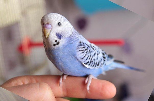 Полезные советы о том, как научить волнистого попугая говорить