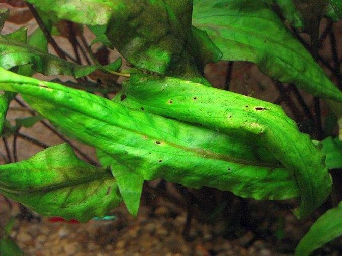 Болезни аквариумных растений из-за избытка или недостатка микро- и макроэлементов