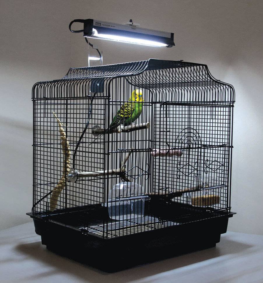 Лампа для попугая: каким должно быть правильное освещение?