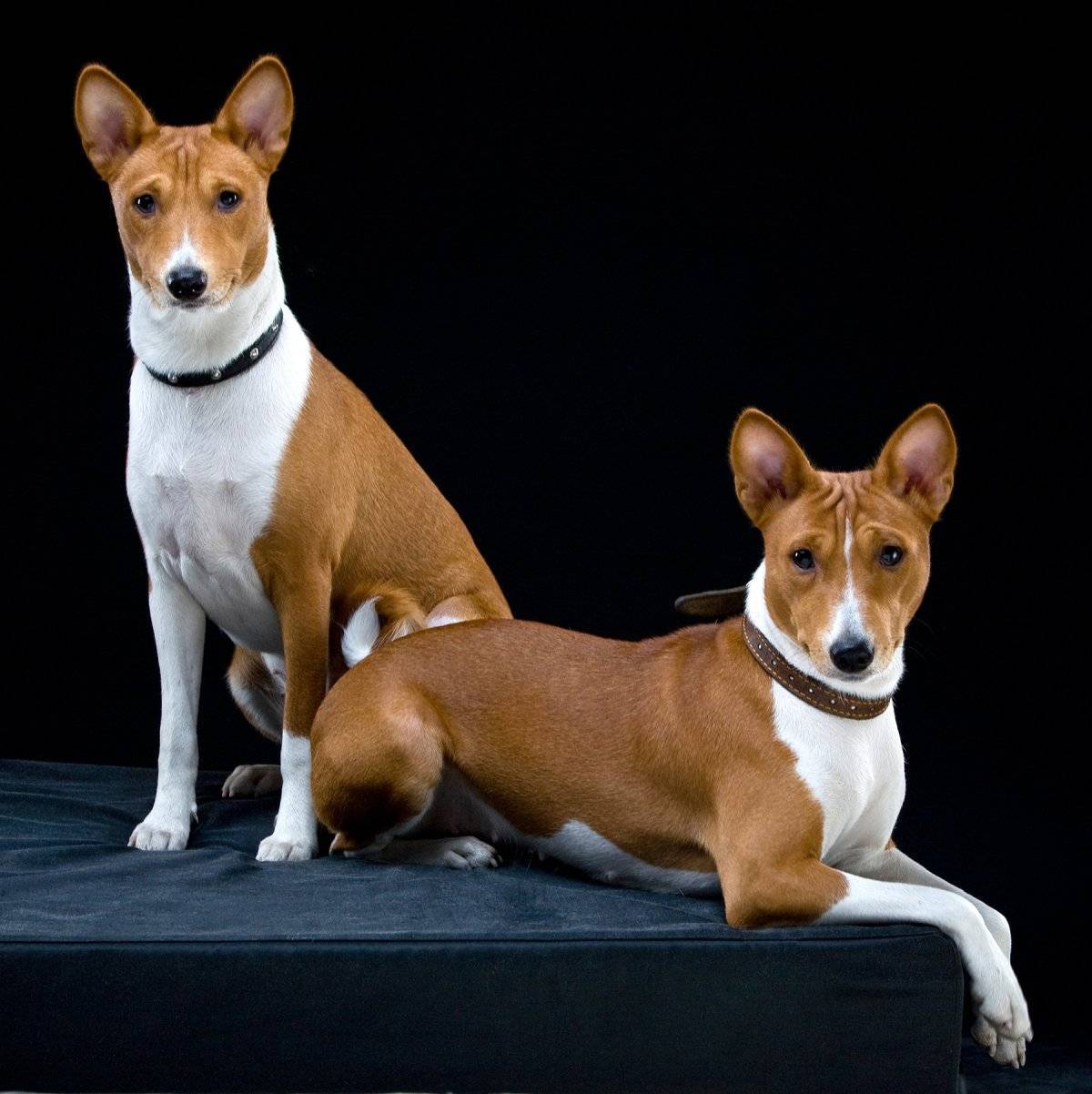 Басенджи собака: описание породы, отзывы, цена и где купить щенка | petguru