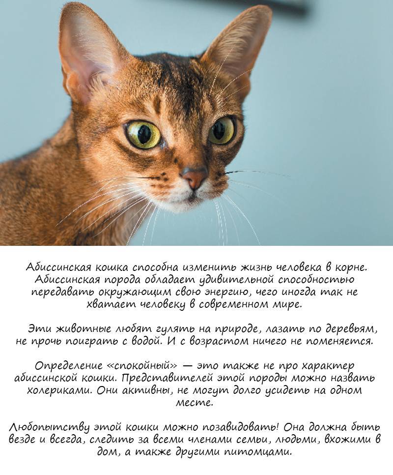 Абиссинская кошка - 88 фото грациозной и очень древней породы