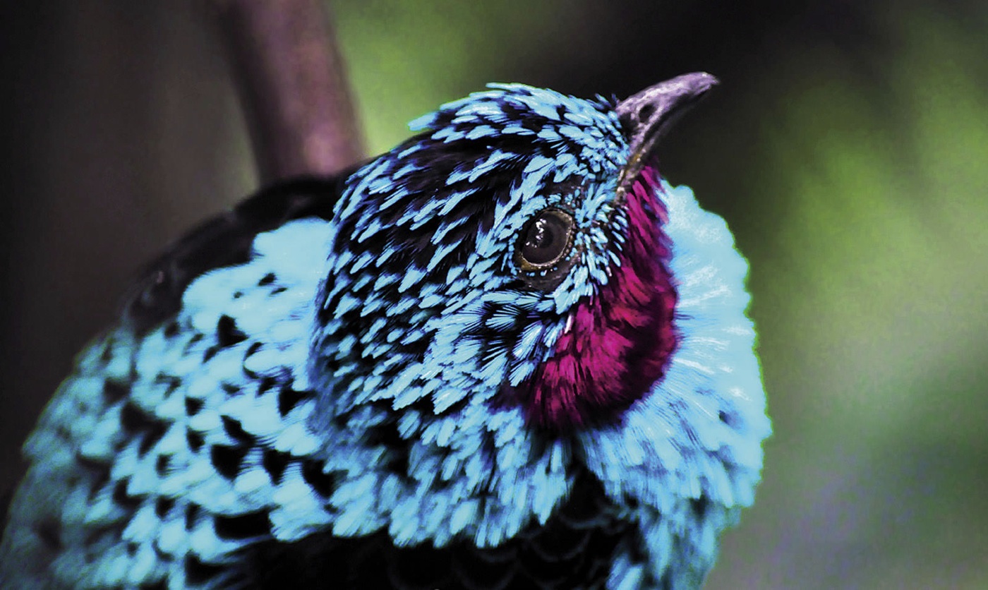 Самые красивые птицы мира: фото и названия