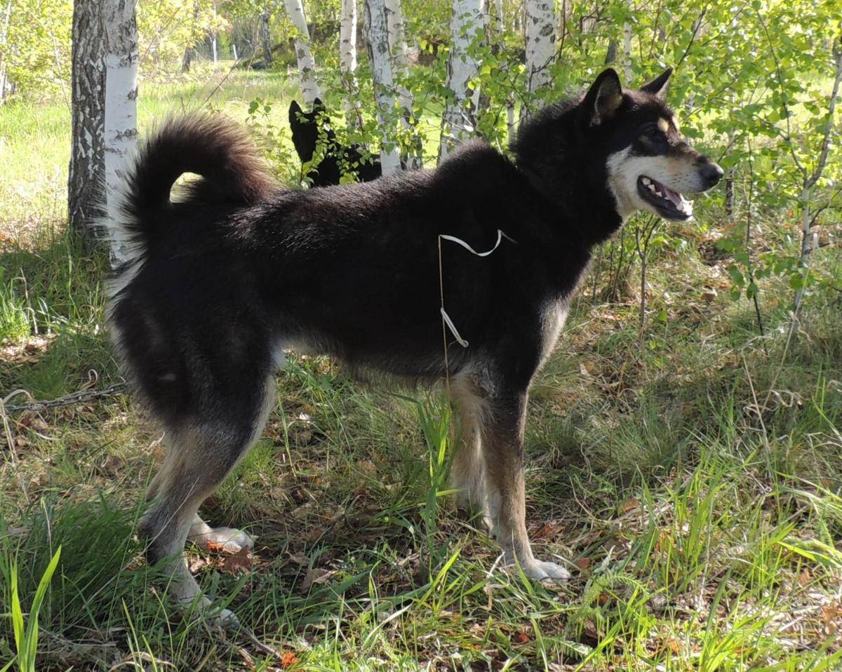 Порода собак сибирская лайка: фото, видео, описание породы и характер