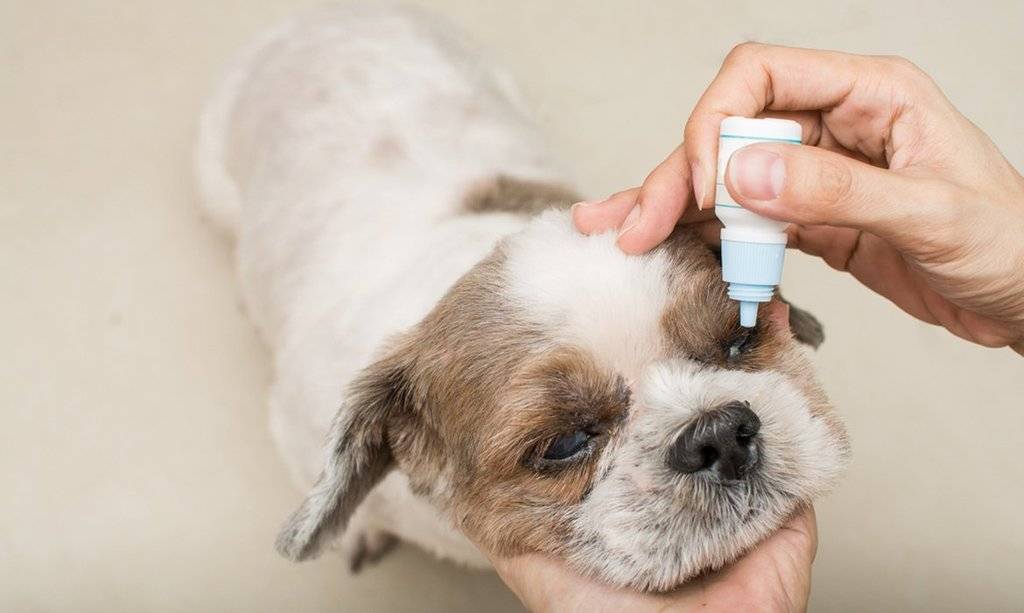Сухой глаз у собаки: причины, диагностика и лечение | блог ветклиники "беланта"