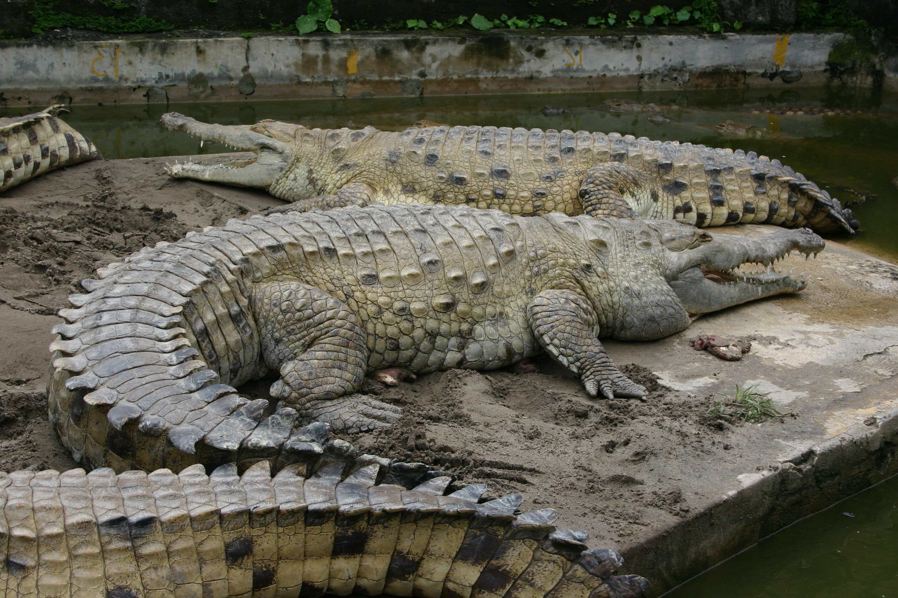 10 самых больших крокодилов в мире