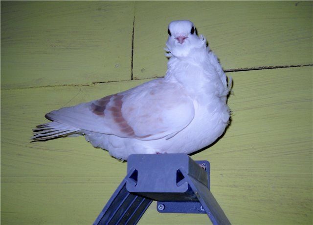 Характеристика пород голубей павлины, чайки, снегири и сороки, фото птиц
