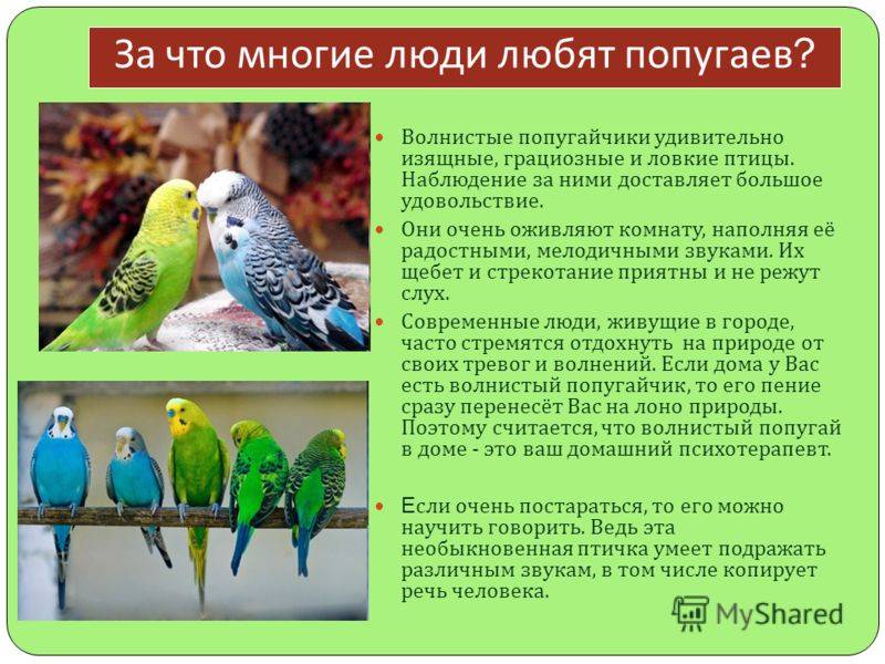 Как определить пол волнистого попугая: 8 шагов
