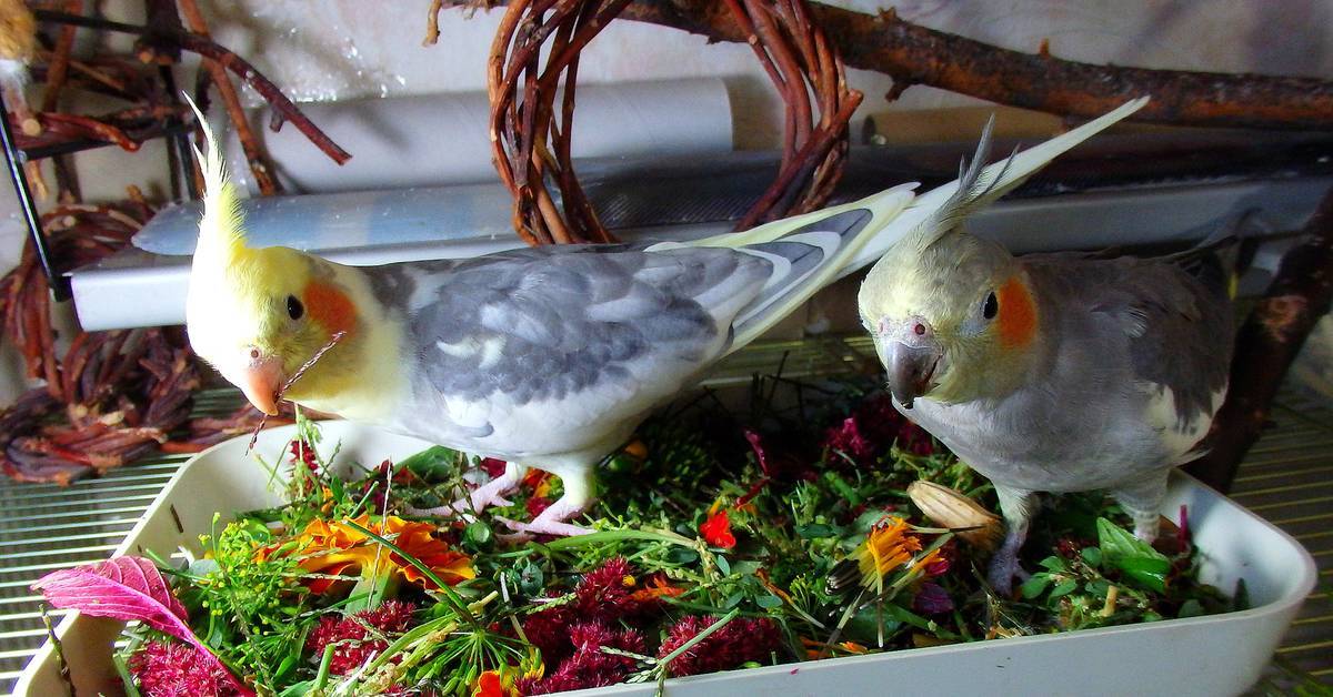 Уход и содержание попугая корелла в домашних условиях