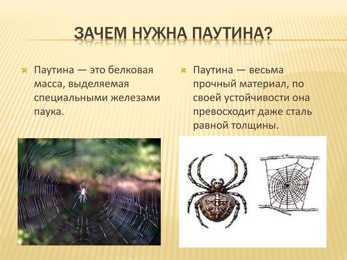 Как паук плетет паутину? где образуется и как используется пауком паутина. почему пауки плетут паутину? описание, фото и видео