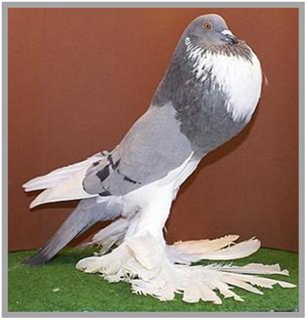 Все о голубях породы дутыши: содержание и уход