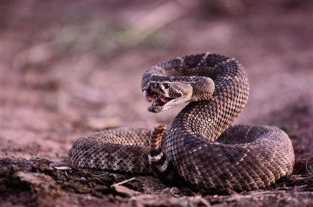 Гремучая змея. описание, особенности и среда обитания гремучей змеи
