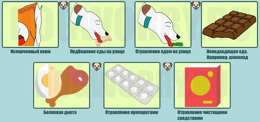 Отравление собаки и сроки обращения к ветеринаруветлечебница рос-вет