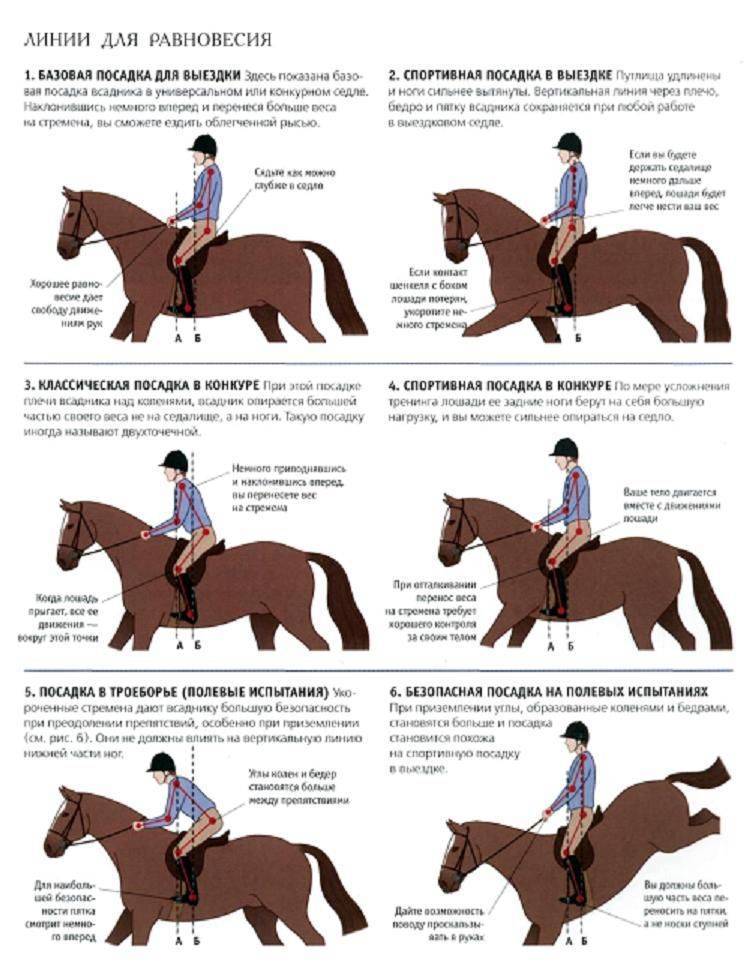 Верховая езда: как подружиться с лошадью и научиться сидеть в седле