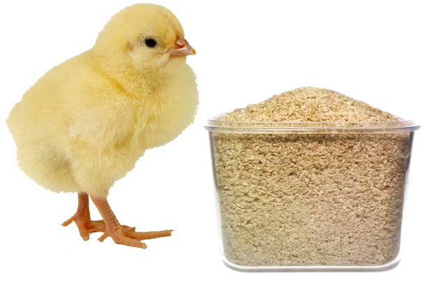 Кормление цыплят несушек: приготовление корма и нормы питания