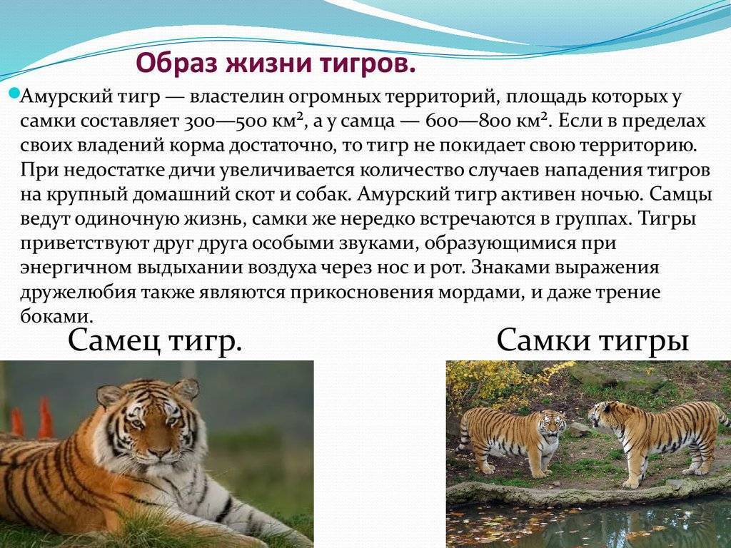 Тигр: описание животного, фото, интересные факты, повадки, описание, ареал, чем питаются, сколько живут, виды