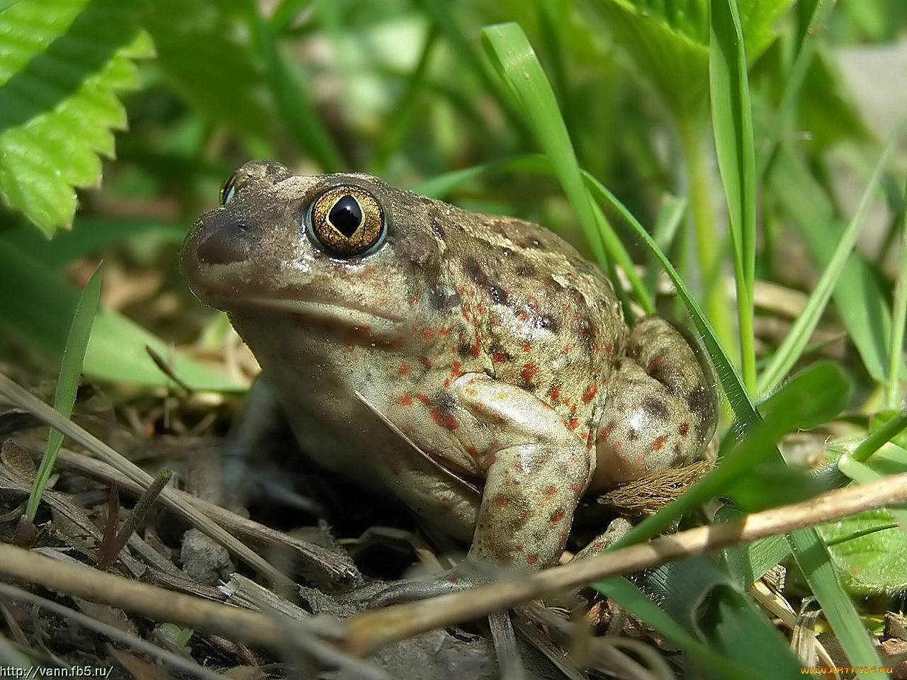 Земляная жаба — земноводное с плохой репутацией. так ли это?