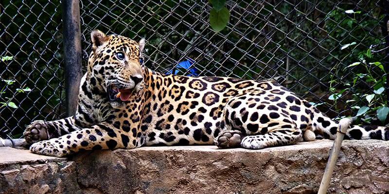 10 самых лучших зоопарков мира