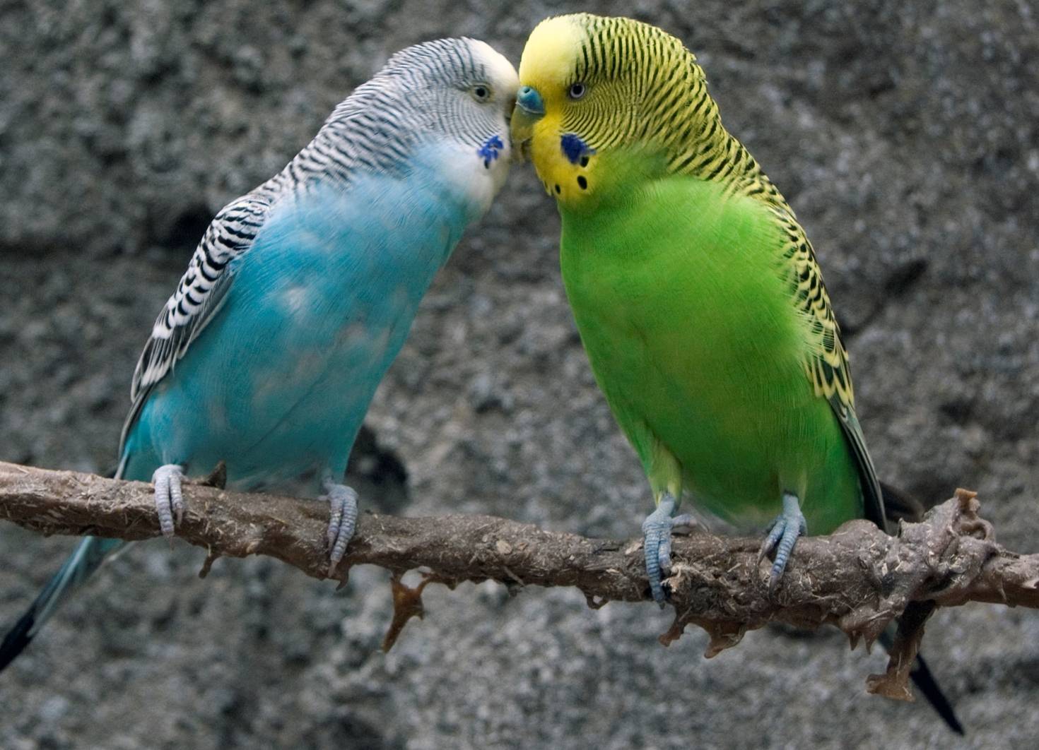 Cколько лет живут волнистые попугаи в домашних условиях, продолжительность жизни в клетке
